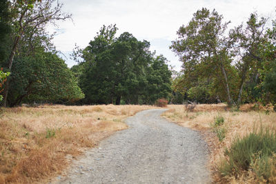 Road amidst trees against sky