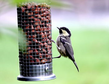 Close-up of bird perching on a feeder
