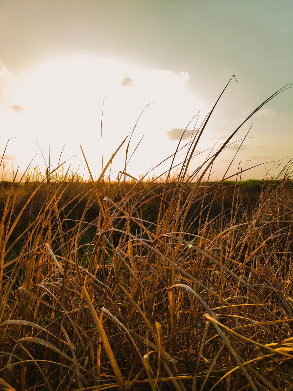 HIGH ANGLE VIEW OF STALKS AGAINST SKY