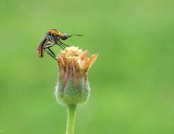 Close-up of bee on flower