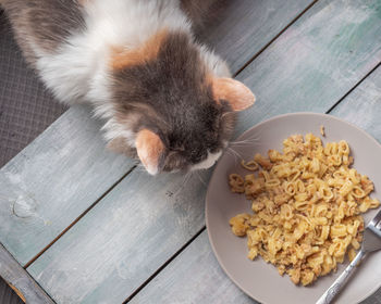 Empty tortoiseshell cat wants to taste pasta with cheese on a round plate 