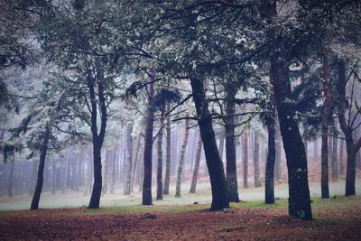 Trees in forest