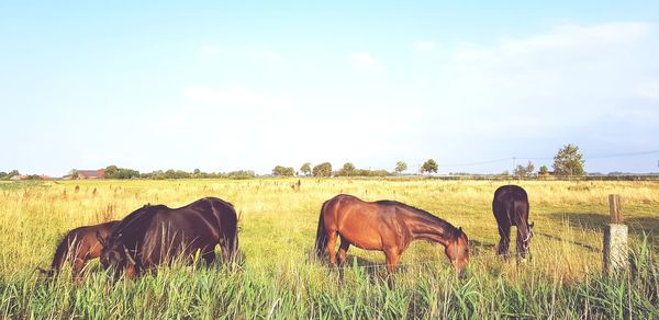 Horses grazing in field against sky