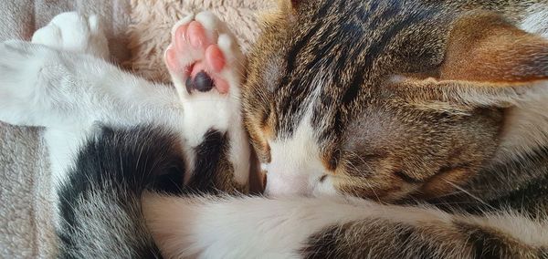 Close-up of cat sleeping