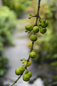 Close-up of berries growing on plant