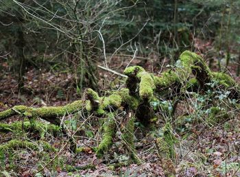 Plants growing in forest