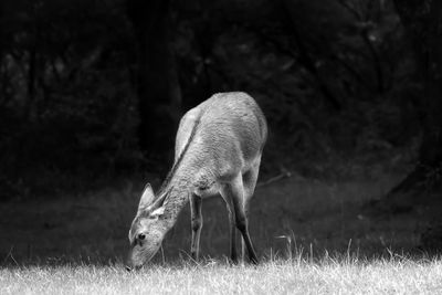 Young deer grazing on grassy field in forest