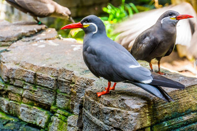 Close-up of pigeon perching on wall