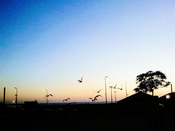 Silhouette birds flying against clear sky during sunset