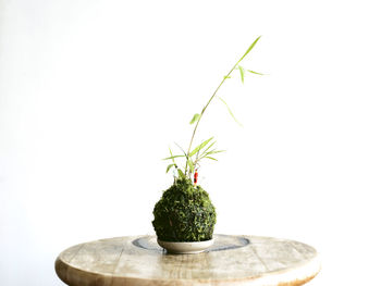 Close-up of potted plant
