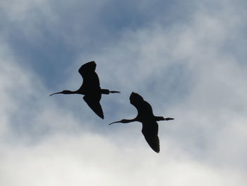 Low angle view of birds flying against sky