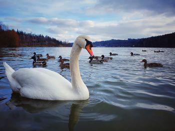 Swan floating on lake