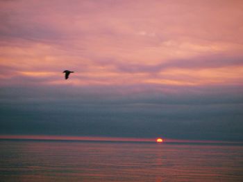Bird flying over sea against sky during sunset