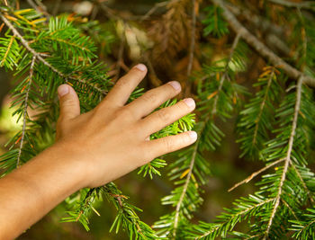 Cropped hand touching plant