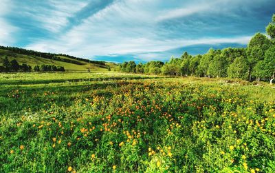 Scenic view of flowering plants on field against sky