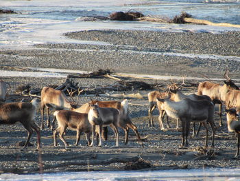 Herd of deer in shallow water