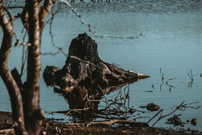Close-up of driftwood on beach