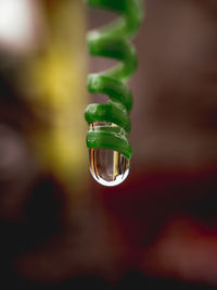 Close-up of water drop on plant