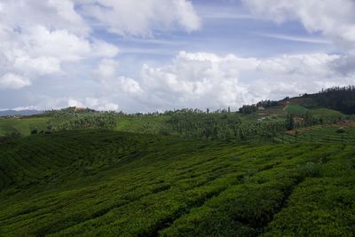 Scenic view of agricultural field against sky