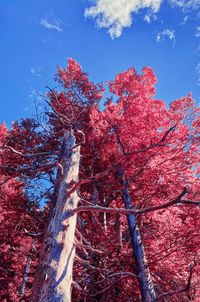 Low angle view of tree against sky