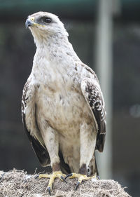 Tawny eagle, bird of prey, kruger national park