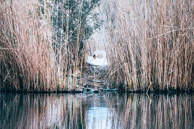 Lonely white swan hiding away in the reeds of a pond