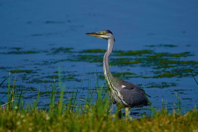 View of a bird in lake