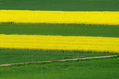 Scenic view of field