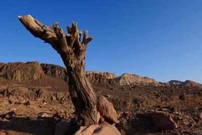 Low angle view of tree against clear sky