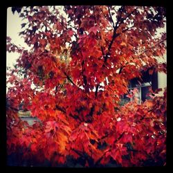 Autumn leaves on tree