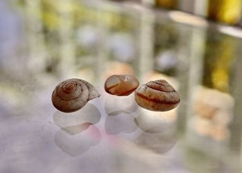 Close-up of snail