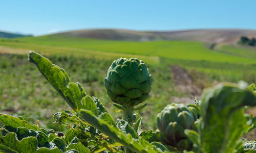 Close-up of plant growing on field against sky