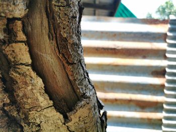 Close-up of tree trunk