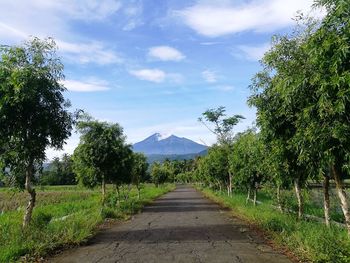 Road amidst trees against sky