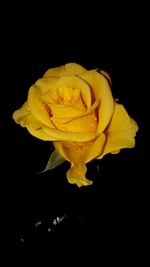 Close-up of yellow rose against black background