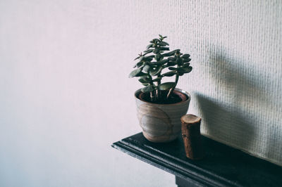 Close-up of potted plant on shelf