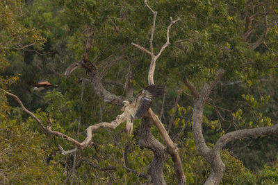 View of a bird flying over a forest