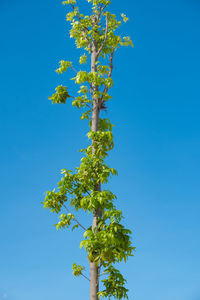 Low angle view of flowering plant against blue sky