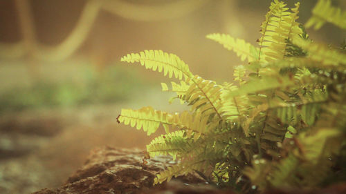 Close-up of fern leaves on tree