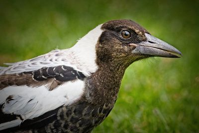 Close-up of a bird on field