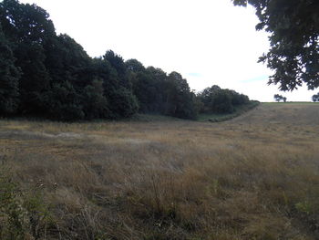 Trees on field