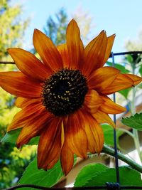 Close-up of flower blooming outdoors