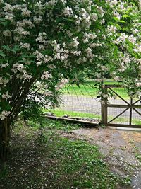 Plants growing on a tree