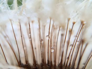 Full frame shot of water drops on plant