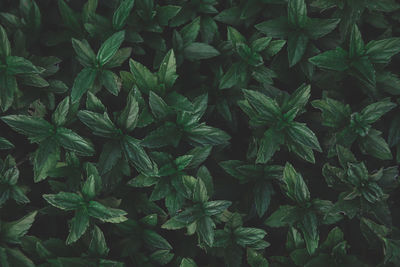 Full frame shot of fresh green plants