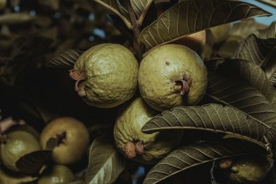 Close-up of fruits and leaves