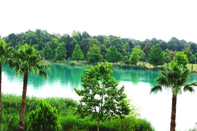 Reflection of trees in calm lake