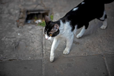 Close-up of cat