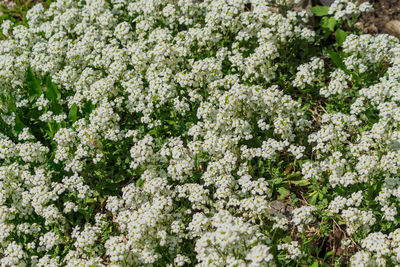 Field of small white flowers. natural background.