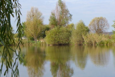 Reflection of trees in water
